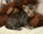 Cappuccino, a brown Bengal kitten with rosetted markings, sitting on a blanket.