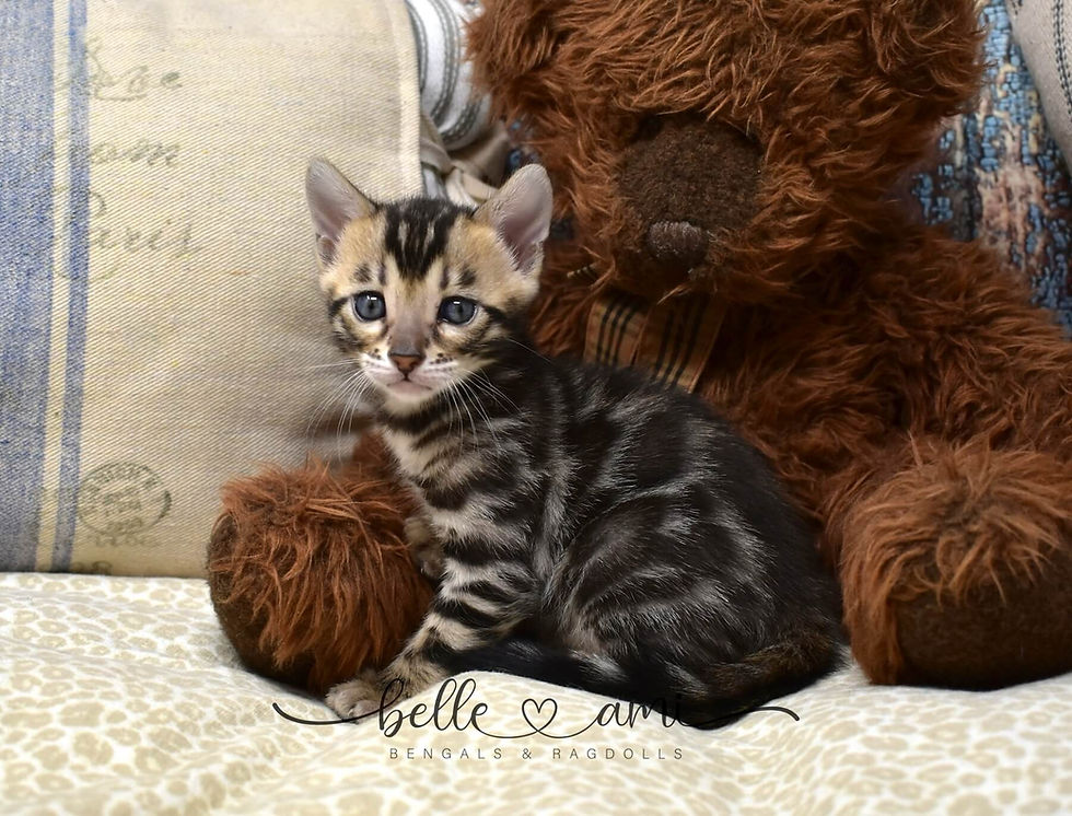brown-bengal-cat-for-sale-mocha