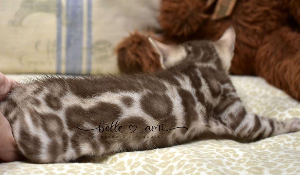 Cute snow mink Bengal kitten Aurora, right side view showing rosetted coat.