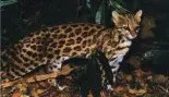 oncilla-little-spotted-cat.webp