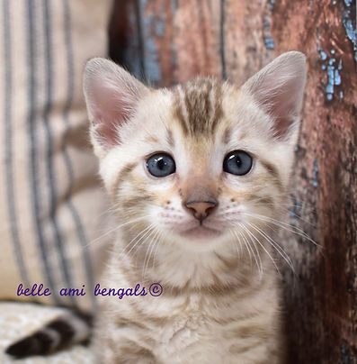 snow bengal cats for sale