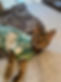 bengal-cat-wearing-shirt