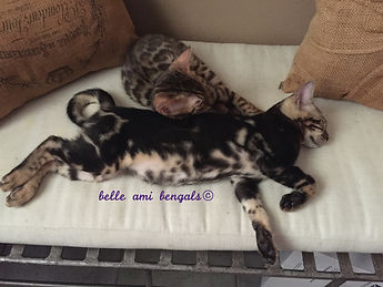 marble bengal cat taking a nap