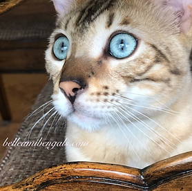 close up of snow mink bengals eyes