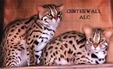 centerwall-experiments-ALC