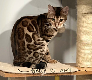 bengal cat gilly