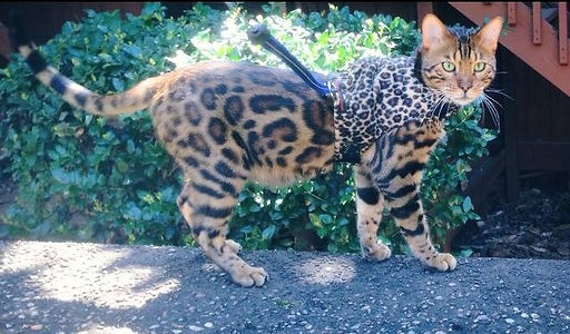 bengal cat walking on leash