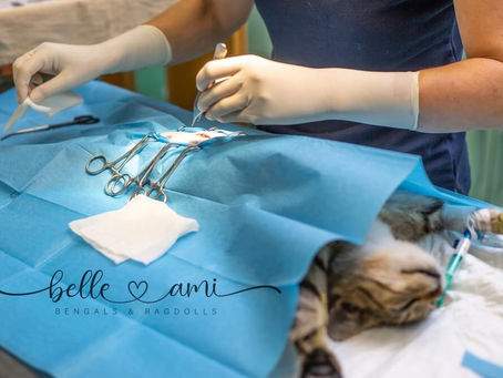 Veterinarian performing early spay or neuter surgery on a kitten using pediatric protocols.