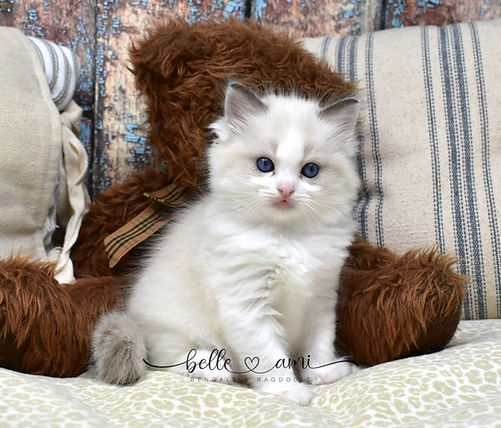 fluffy ragdoll kitten