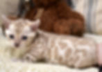 Spicy snow Bengal kitten close-up