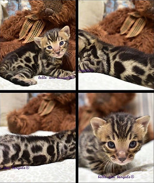 bengal kitten in fuzzy stage around 4 weeks old