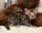 Gentilly, a brown Bengal kitten with rosetted markings, sitting on a blanket.