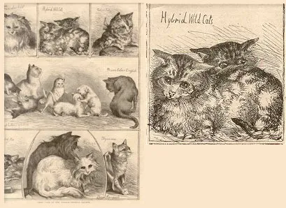 illustrated-london-news-article-about-hybrid-cats
