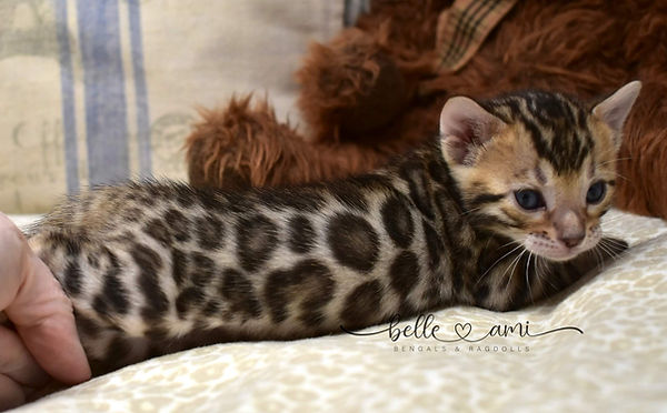 bengal kittens for sale louisiana