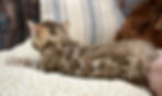 Adorable brown Bengal kitten Loki, left side view showing rosetted coat.