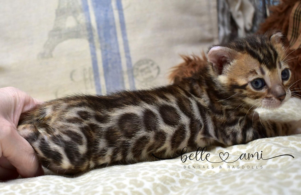 Amber brown rosetted Bengal kitten