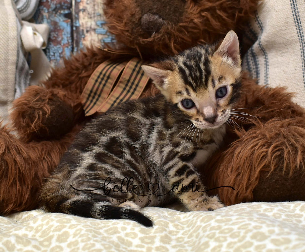 Uptown, a brown Bengal kitten with rosetted markings, sitting on a blanket.