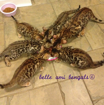 bengal-kittens-eating-together