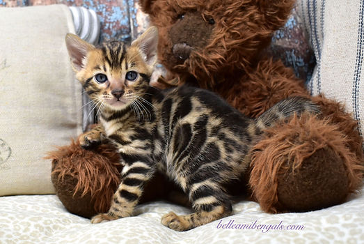 bengal kittens for sale north carolina
