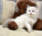Daisy blue bicolor ragdoll kitten for sale