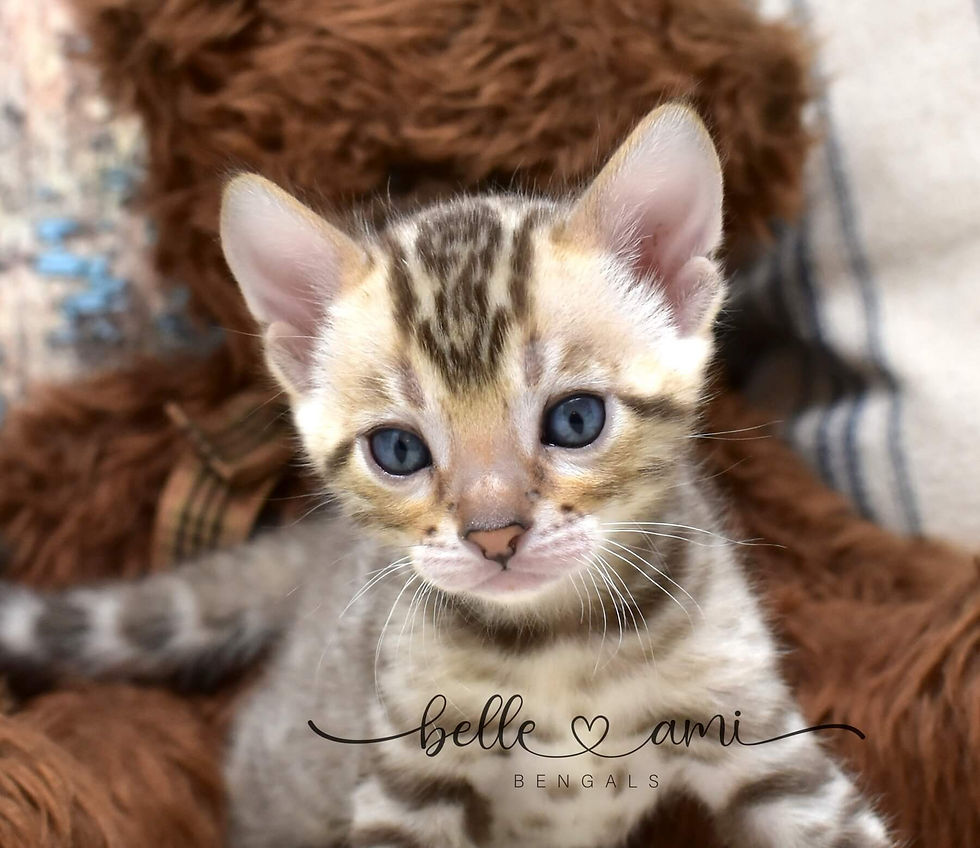 Dorito snow Bengal kitten showing rosettes