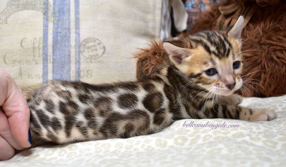 Bengal Cats & Kittens for Sale Near Me | Belle Ami Bengals