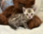 Malia, a brown Bengal kitten with rosetted markings, sitting on a blanket.