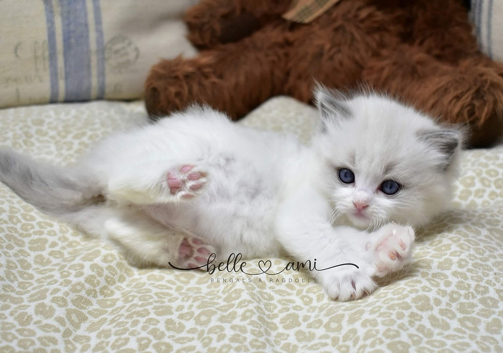 Starburst ragdoll kitten playing