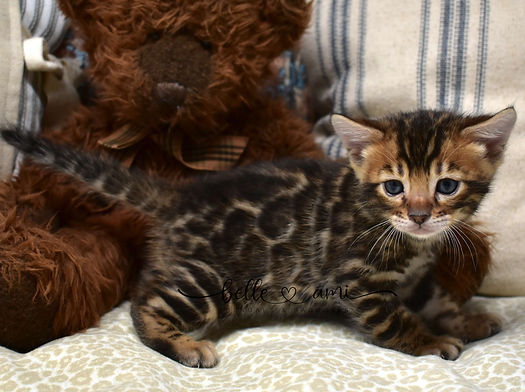 brown bengal kitten on a blanket