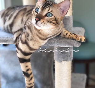 snow mink bengal with aqua eyes