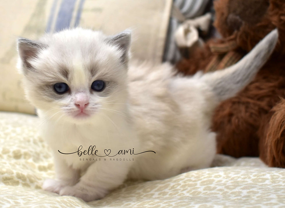 Huddle, a beautiful blue bicolor Ragdoll kitten, gazing softly into the camera with a calm, sweet ex