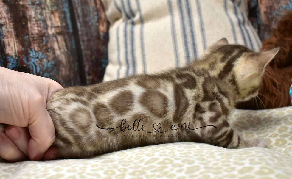 snow-bengal-kitten-for-sale-keanu