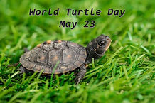 World Turtle Day.jpg