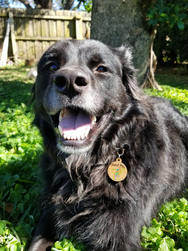 Thumbnail: Feed Me Pet Tag