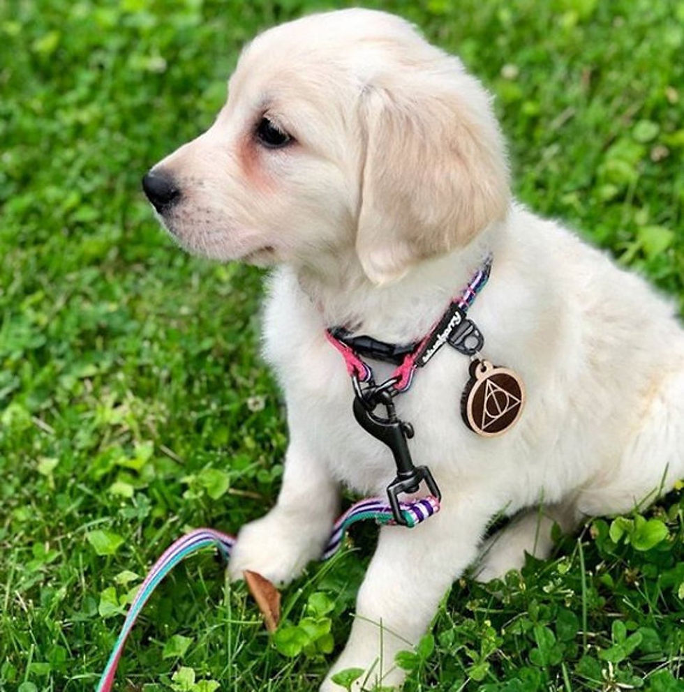 Thumbnail: Deathly Hallows Pet Tag