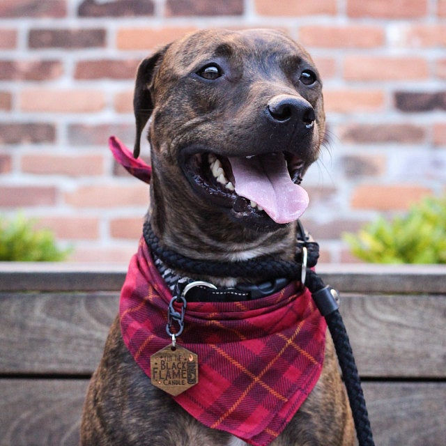 Thumbnail: The Black Flame Candle Hexagon Pet Tag