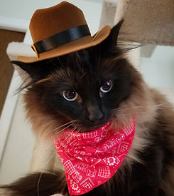 Custom Cat Tags