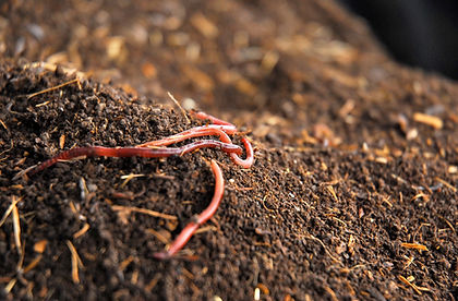 Worms, Makemake Farm