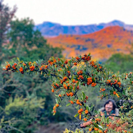 Fundo Centenario, Pelarco and Huencuecho Sur: Deep in the Heart of Huaso Country