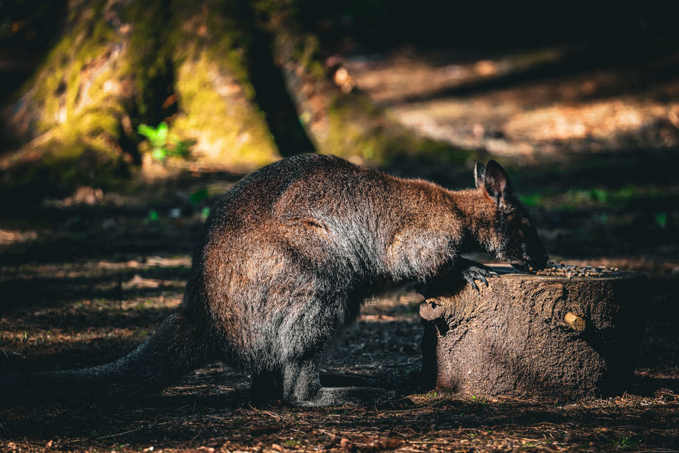 Red-Necked Wallaby