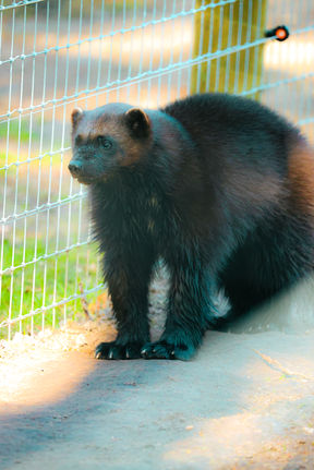 Wolverine