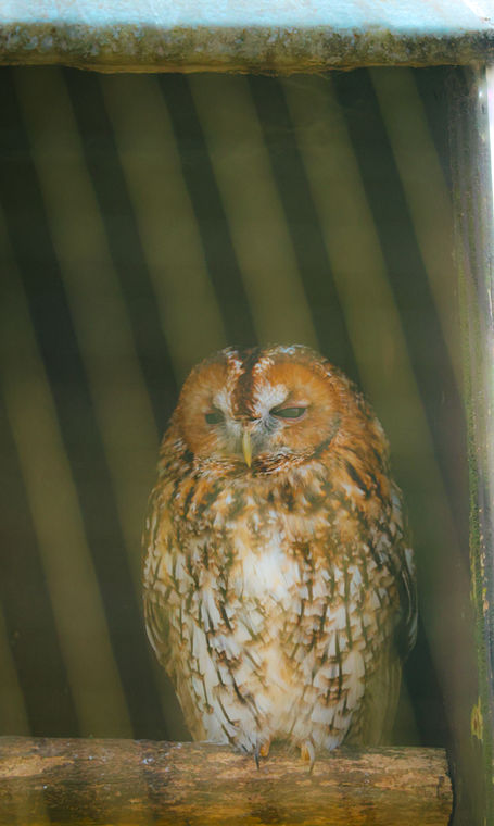 Tawny Owl