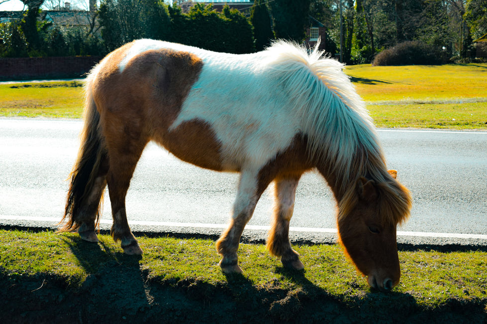 Pony
