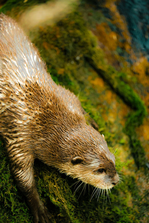 Asian short-clawed otter