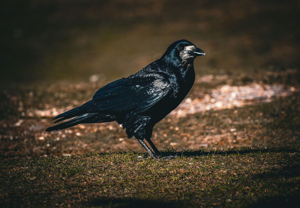 Crow