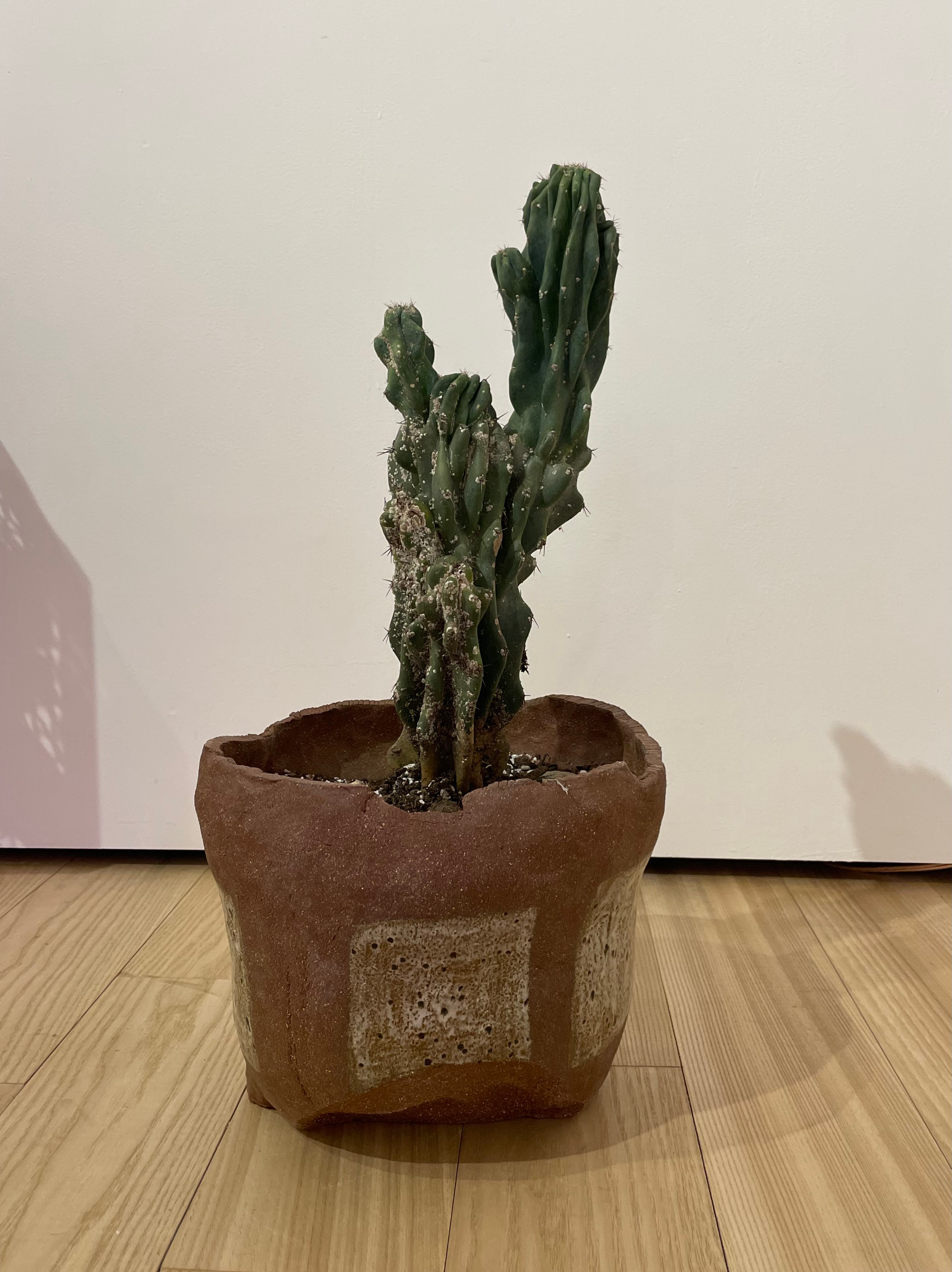 "Cactus 60" 2022