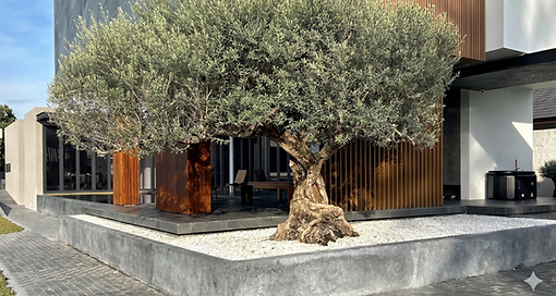 Cây olive cổ thụ Olive Garden Vietnam tại công trình biệt thự
