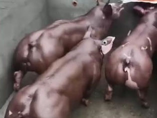 "E Deus olhou para a terra, e eis que estava corrompida; porque toda a carne havia corrompido o seu caminho sobre a terra." (Gn 6, 12)