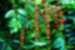 Coffee_beans_and_red_ripe_coffee_cherries_on_coffee_tree_1000x.webp