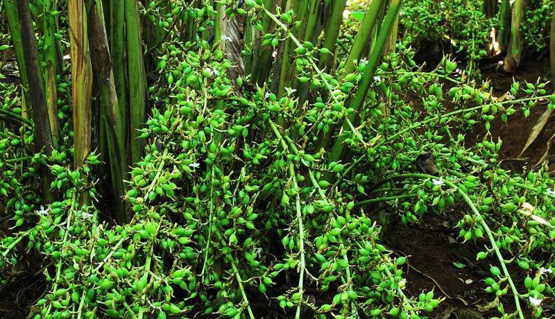 Cardamom-plant-with-buds.jpg